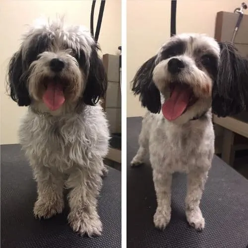 maltipoo short haircuts