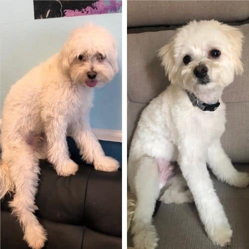 maltipoo haircut pictures