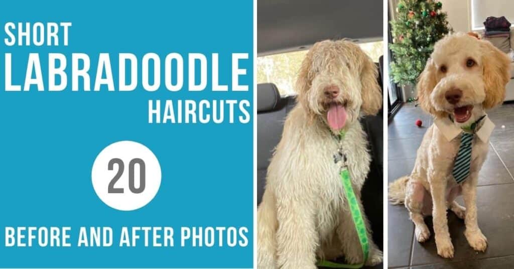 Short Labradoodle Haircut Ideas: 20 Before and After Photos!