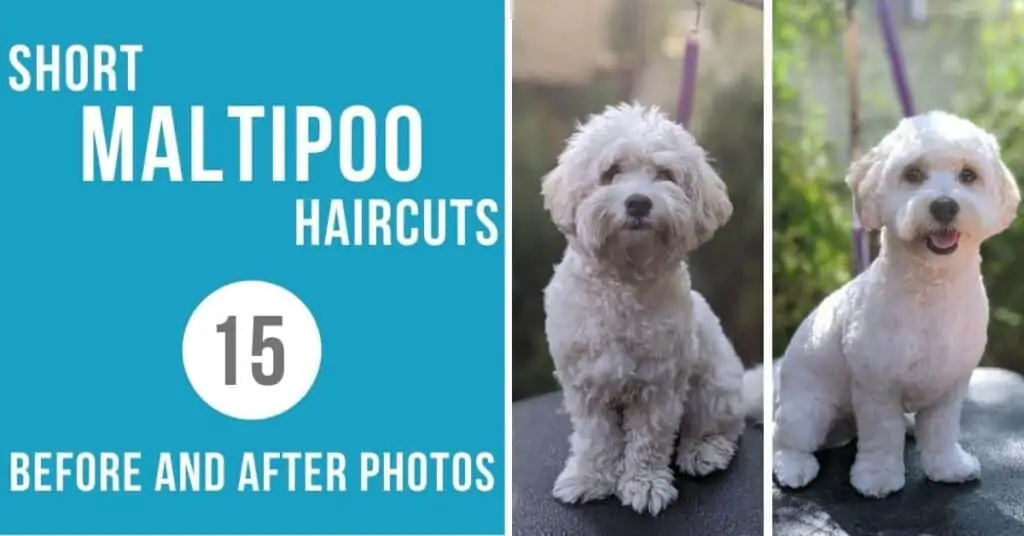 Maltipoo hot sale short hair