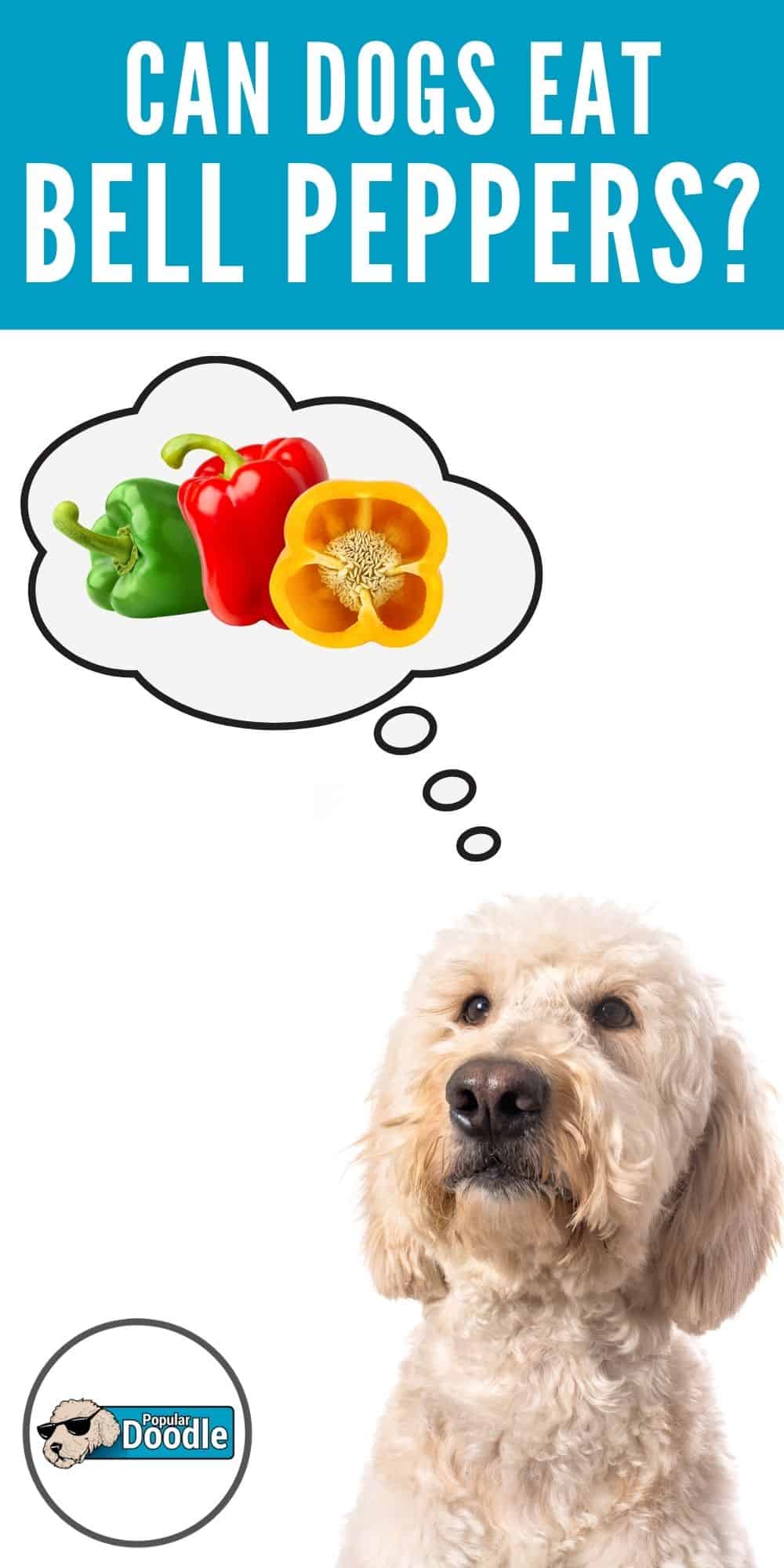 Can Dogs Eat Bell Peppers? Are Bell Peppers Good for Dogs?