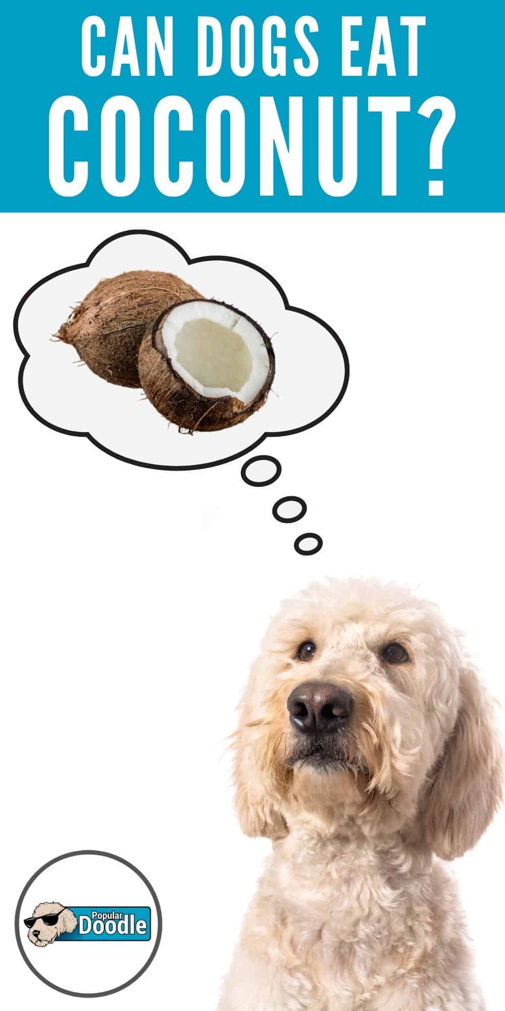 Can Dogs Eat Coconut? Is Coconut Good for Dogs?