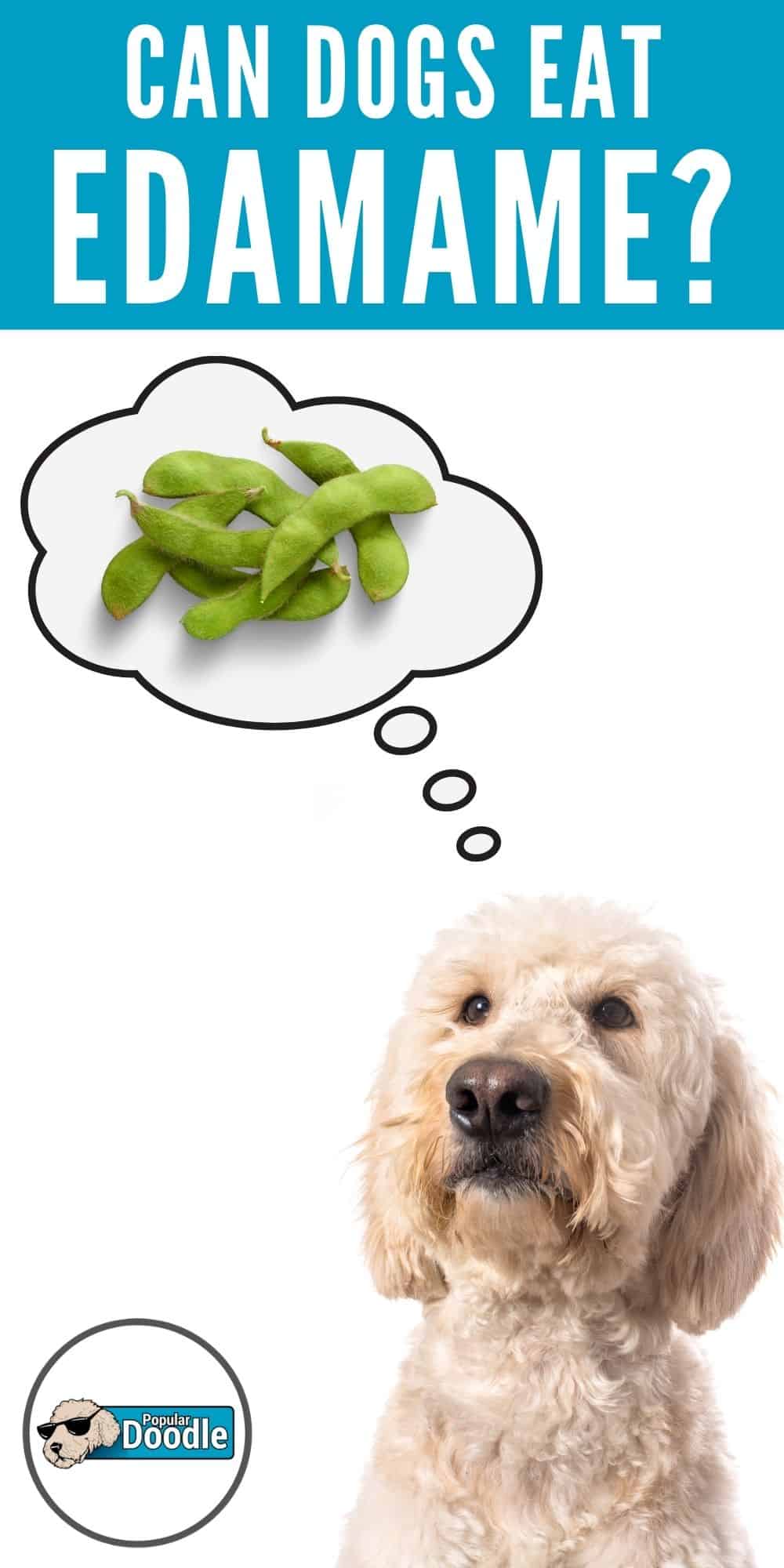 Can Dogs Eat Edamame? Read Before You Feed!