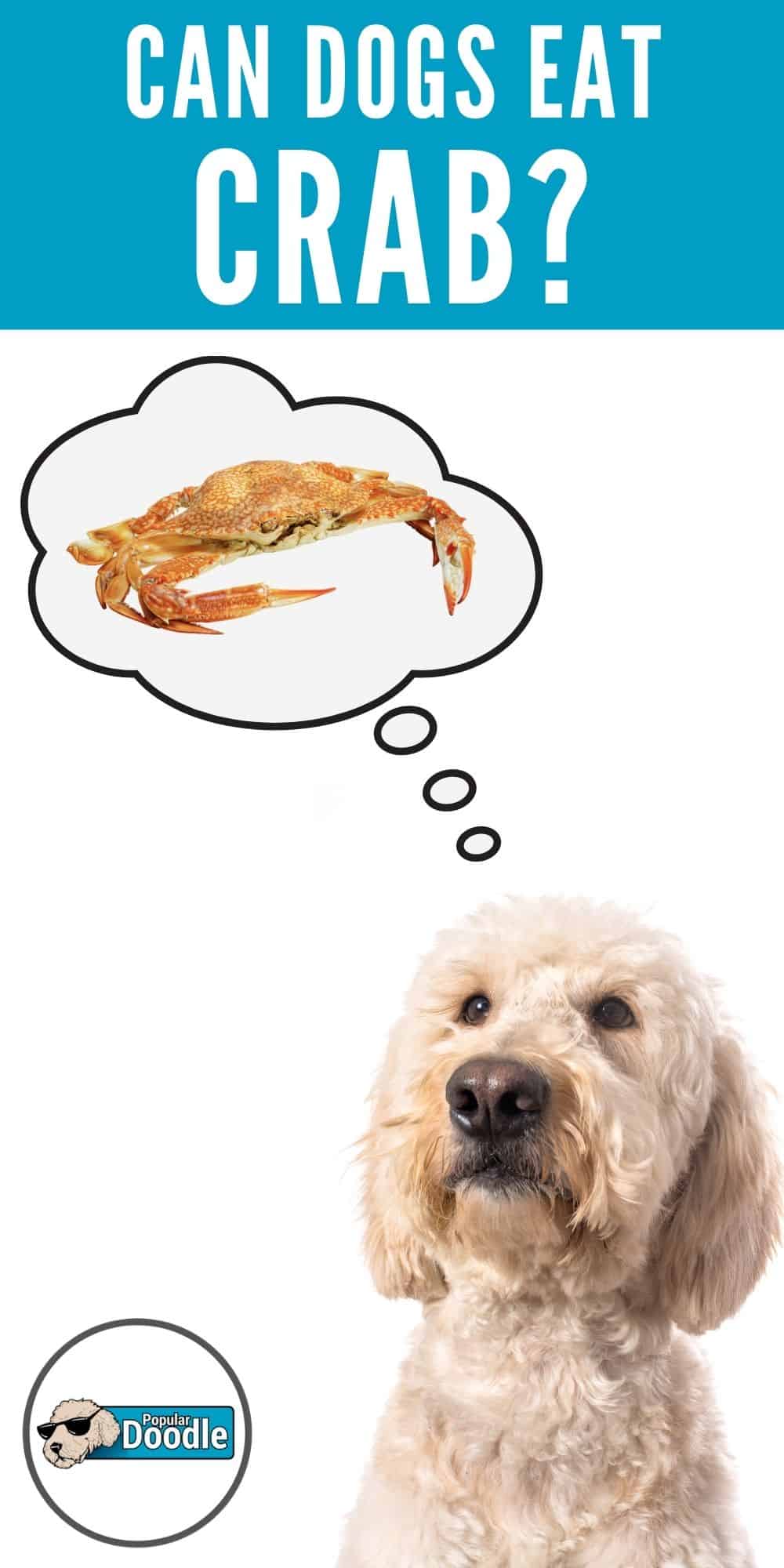 Can Dogs Eat Crab? Is Crab Bad for Dogs?
