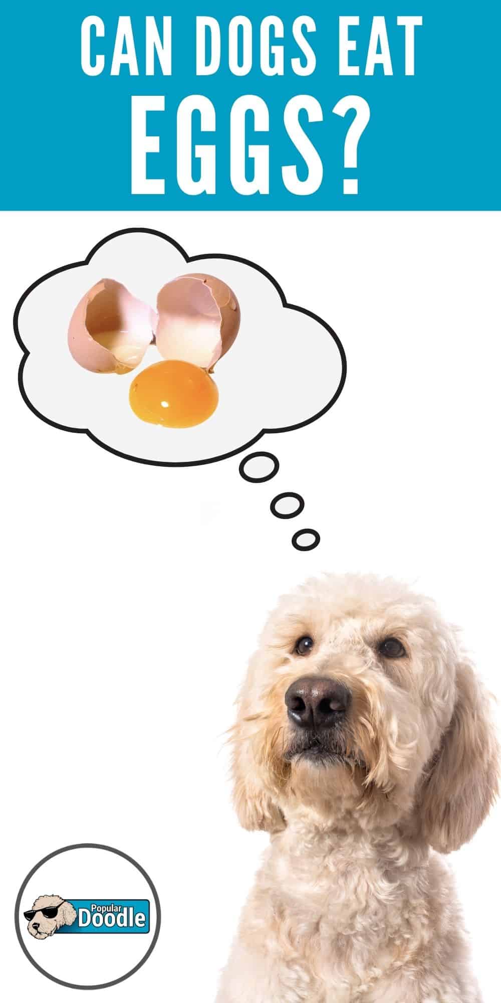 Can Dogs Eat Eggs? Are Eggs Good for Dogs?