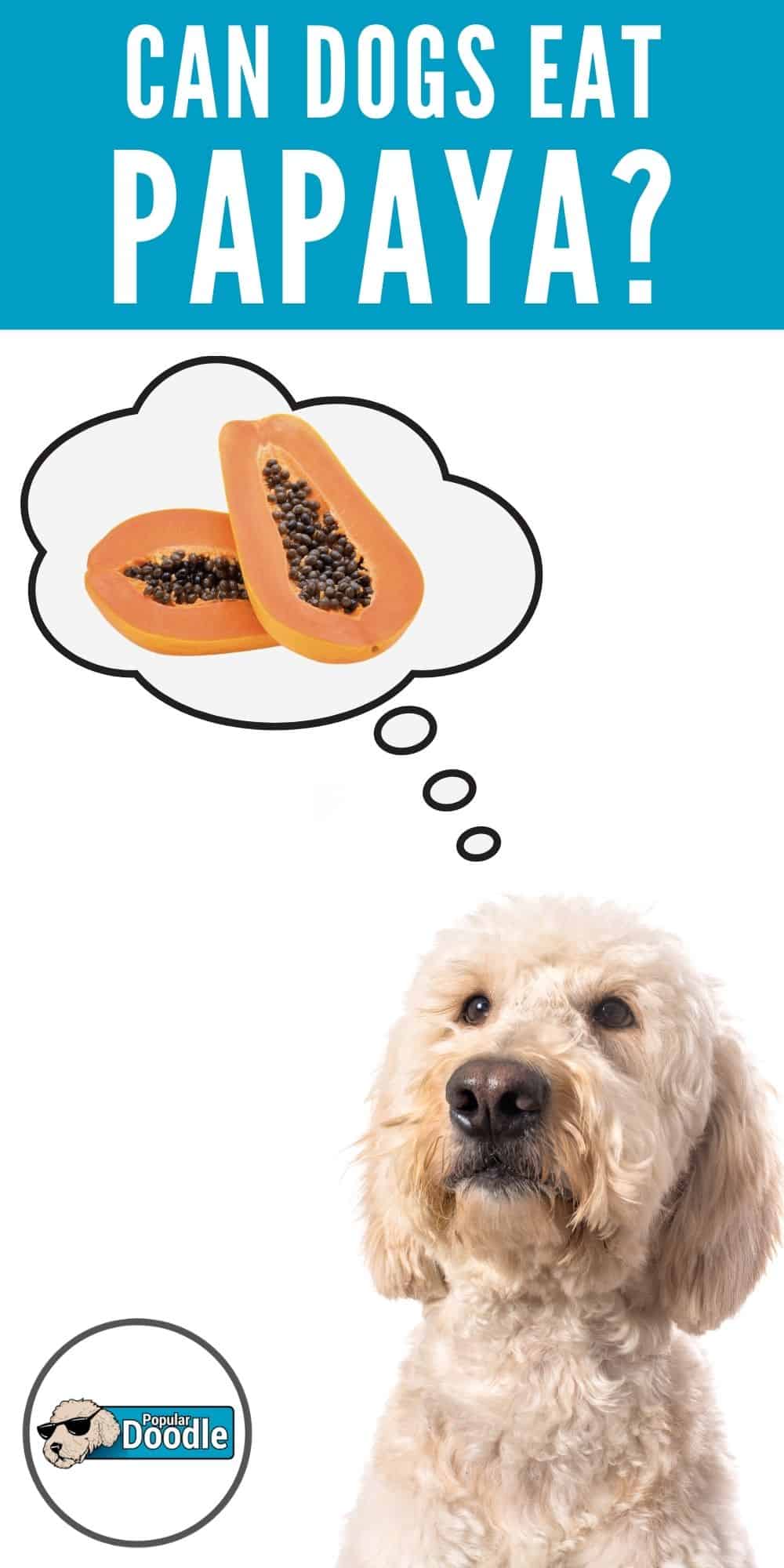 Can Dogs Eat Papaya? Is Papaya Good For Dogs?