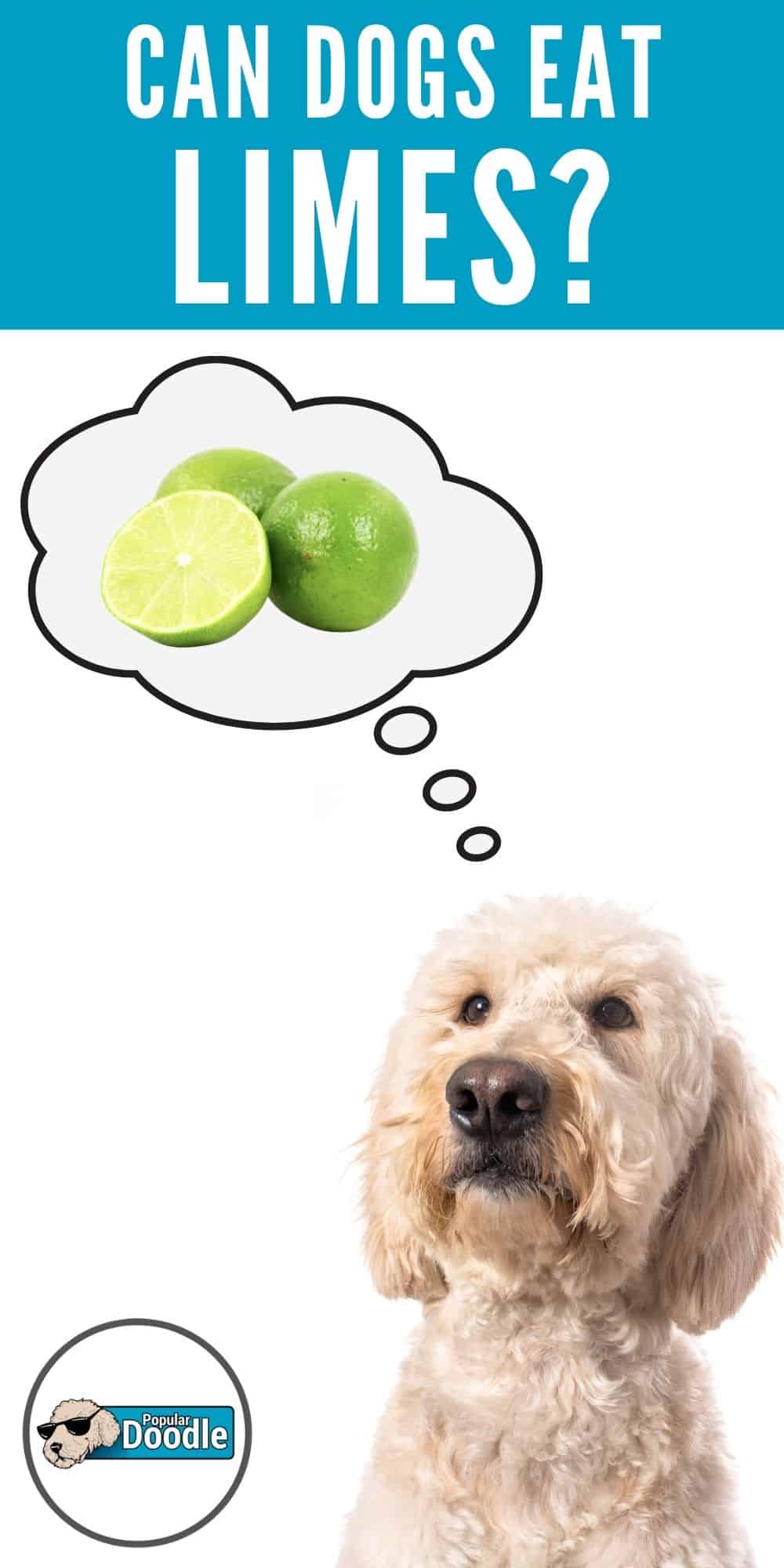 Can Dogs Eat Limes? Are Limes Bad for Dogs?
