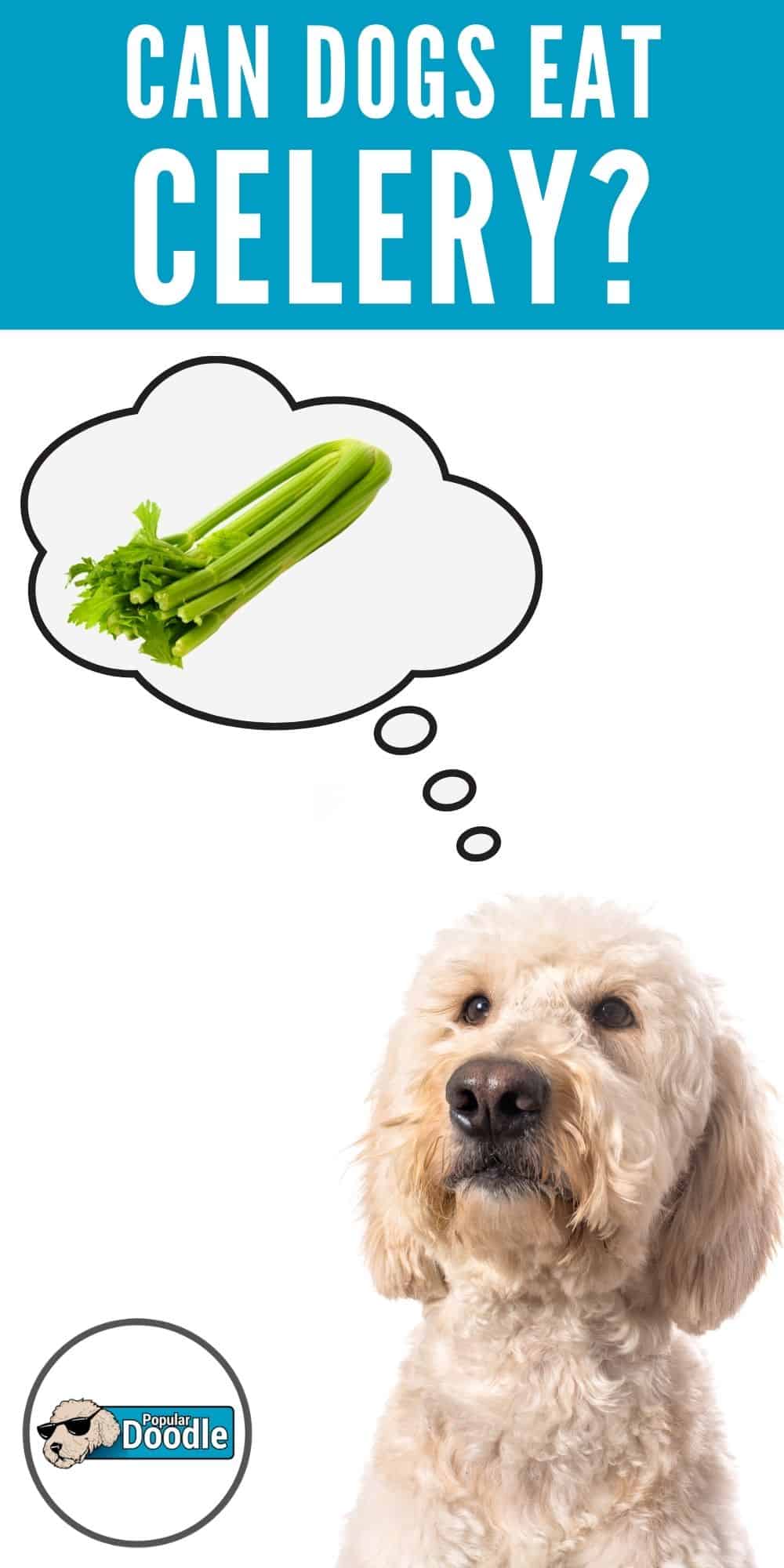 Can Dogs Eat Celery? Is Celery Good for Dogs?