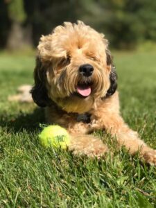 toy cockapoo size