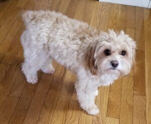 toy aussiedoodle size