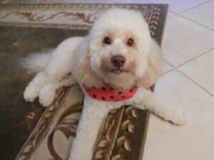 mini cockapoo size