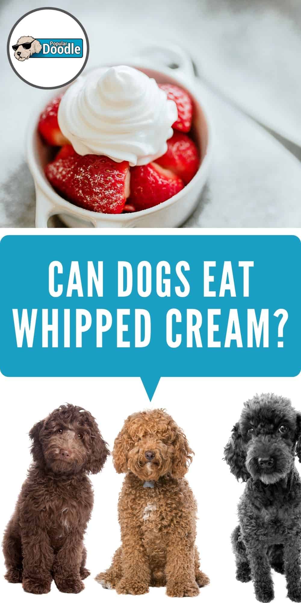 Can Dogs Eat Whipped Cream? | Is Whipped Cream Bad for Dogs?