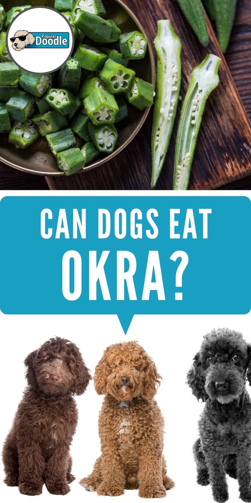 Can Dogs Eat Okra? Is Okra Good for Dogs?