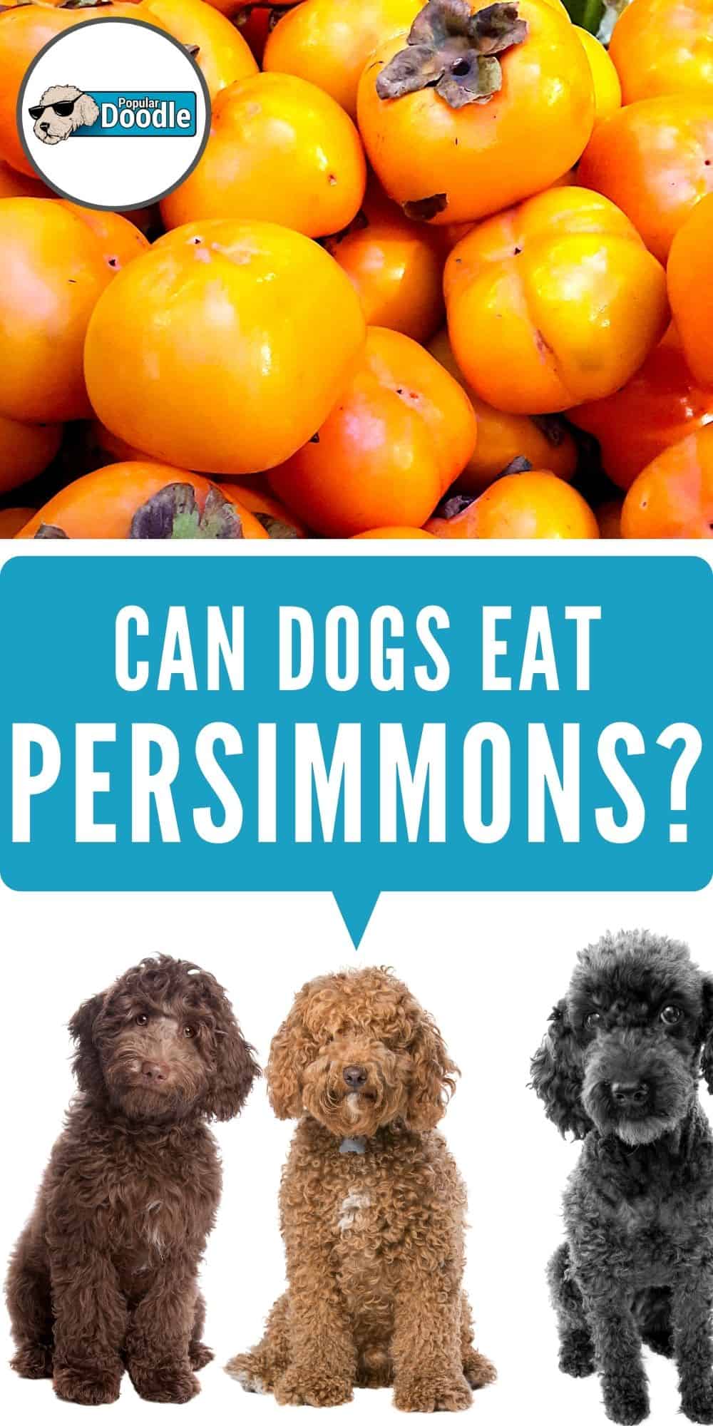 Picture of Can Dogs Eat Persimmons? | Are Persimmons Bad for Dogs?