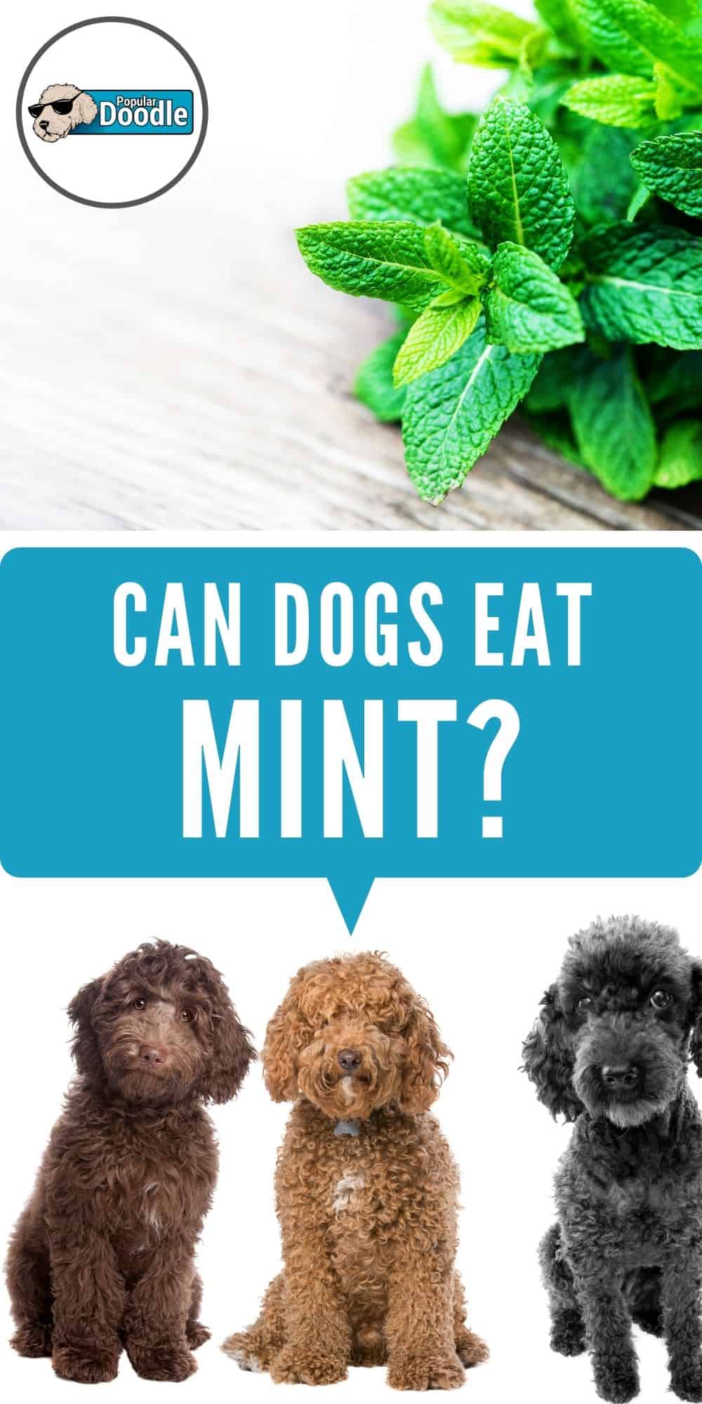 Can Dogs Eat Mint? Is Mint Bad for Dogs?