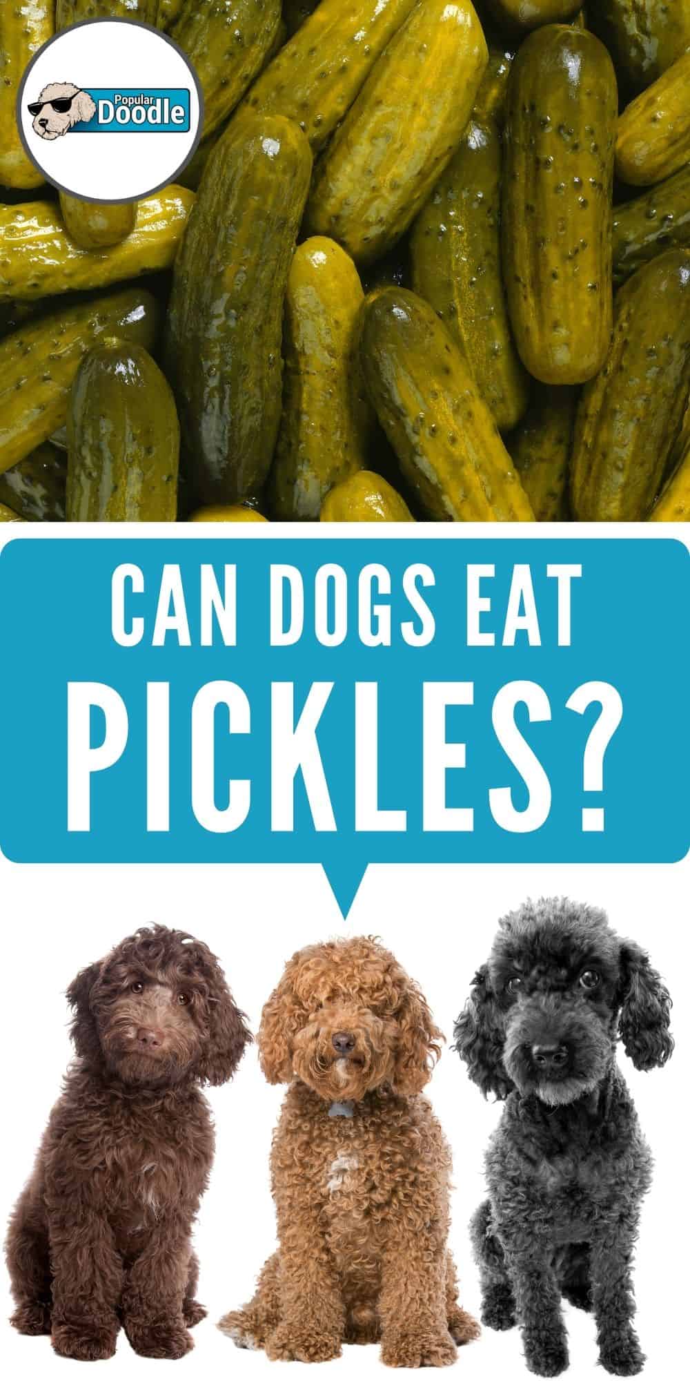 Can Dogs Eat Pickles? Are Pickles Bad for Dogs?