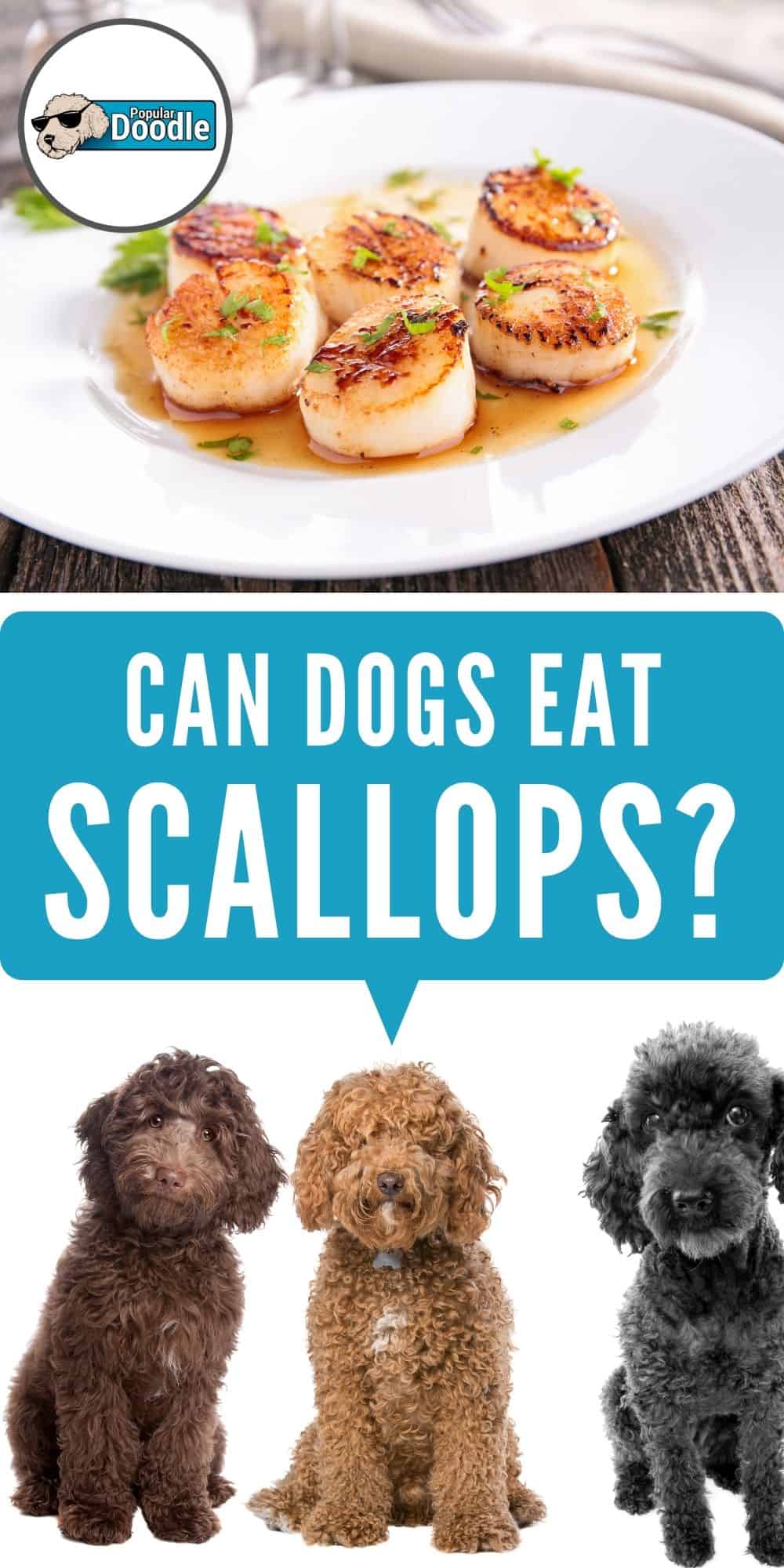 Can Dogs Eat Scallops? Read Before You Feed!