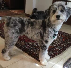 mini aussiedoodle size