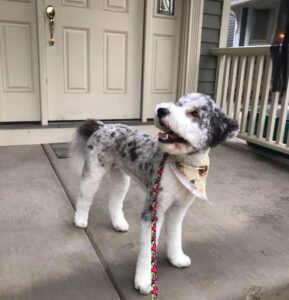 micro sheepadoodle size