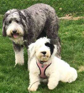 Mini Sheepadoodle vs Standard Sheepadoodle