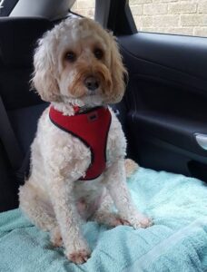 standard cockapoo size