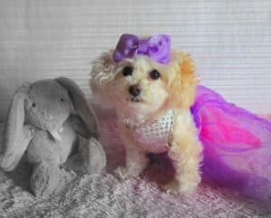 teacup cockapoo size