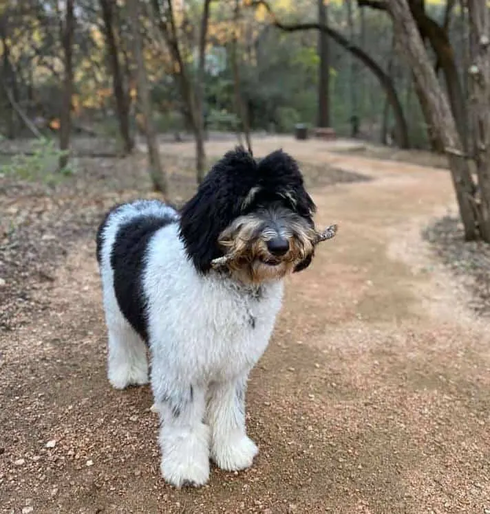 how big do mini aussiedoodles get