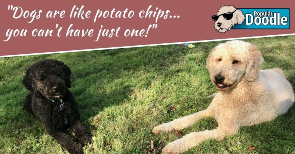 "Dogs are like potato chips...you can't just have one!"