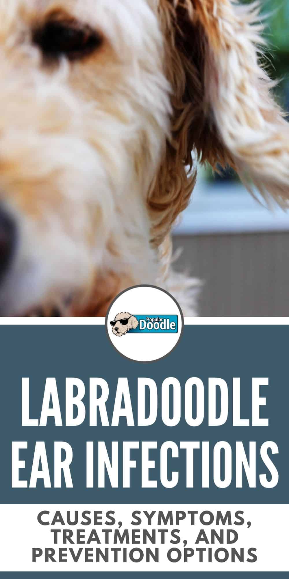 Labradoodle Ear Infection Effective Treatment & Prevention