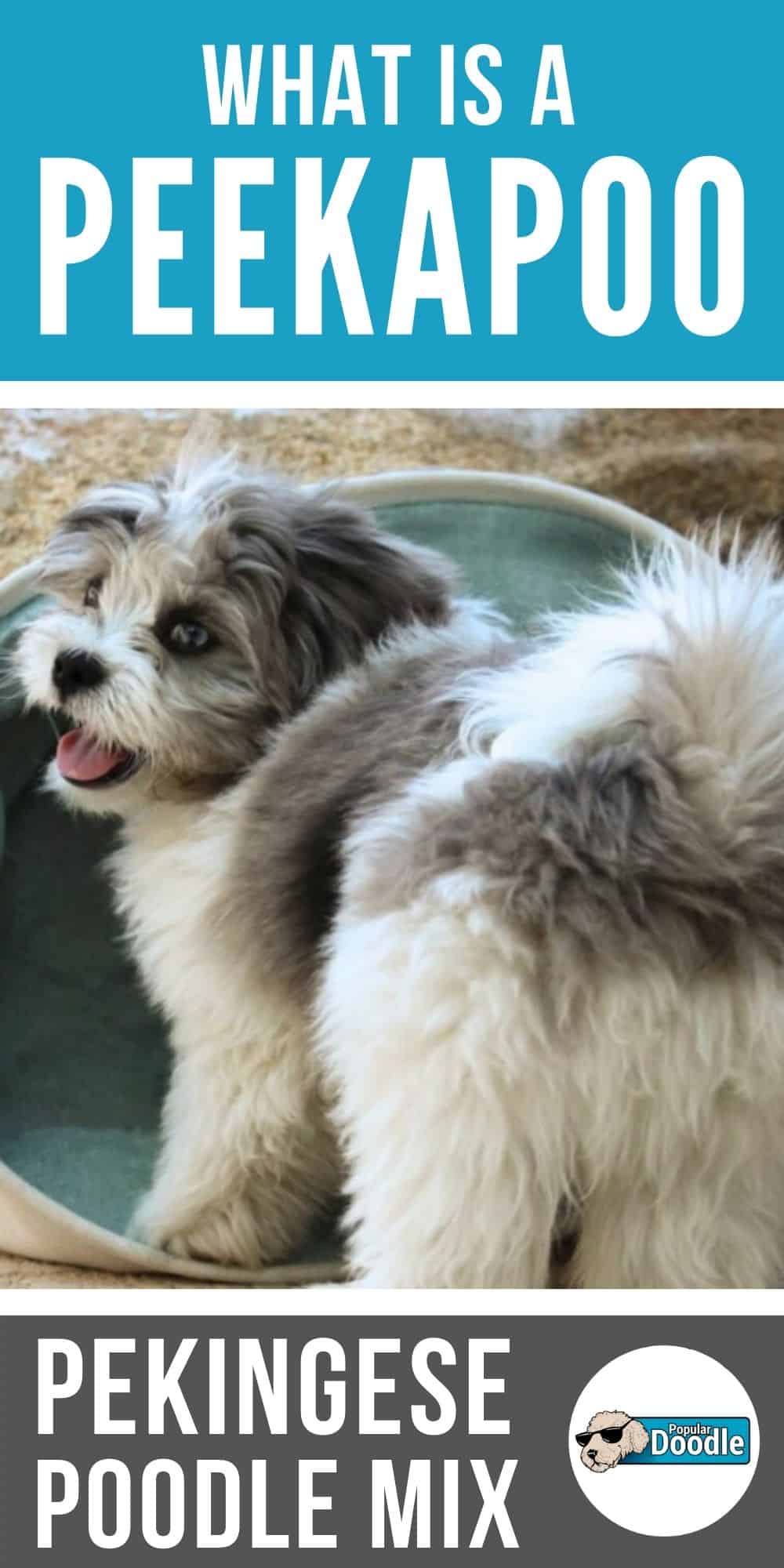 Peekapoo Dog Breed Info: Pekingese Poodle Mix