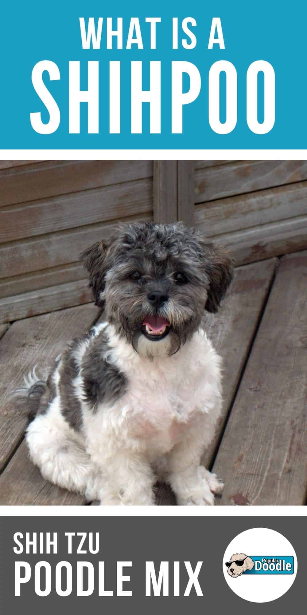 ShihPoo Dog Breed Info: Shih Tzu Poodle Mix