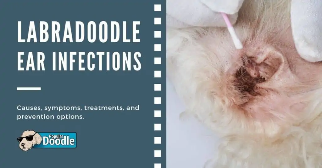 labradoodle-ear-infection