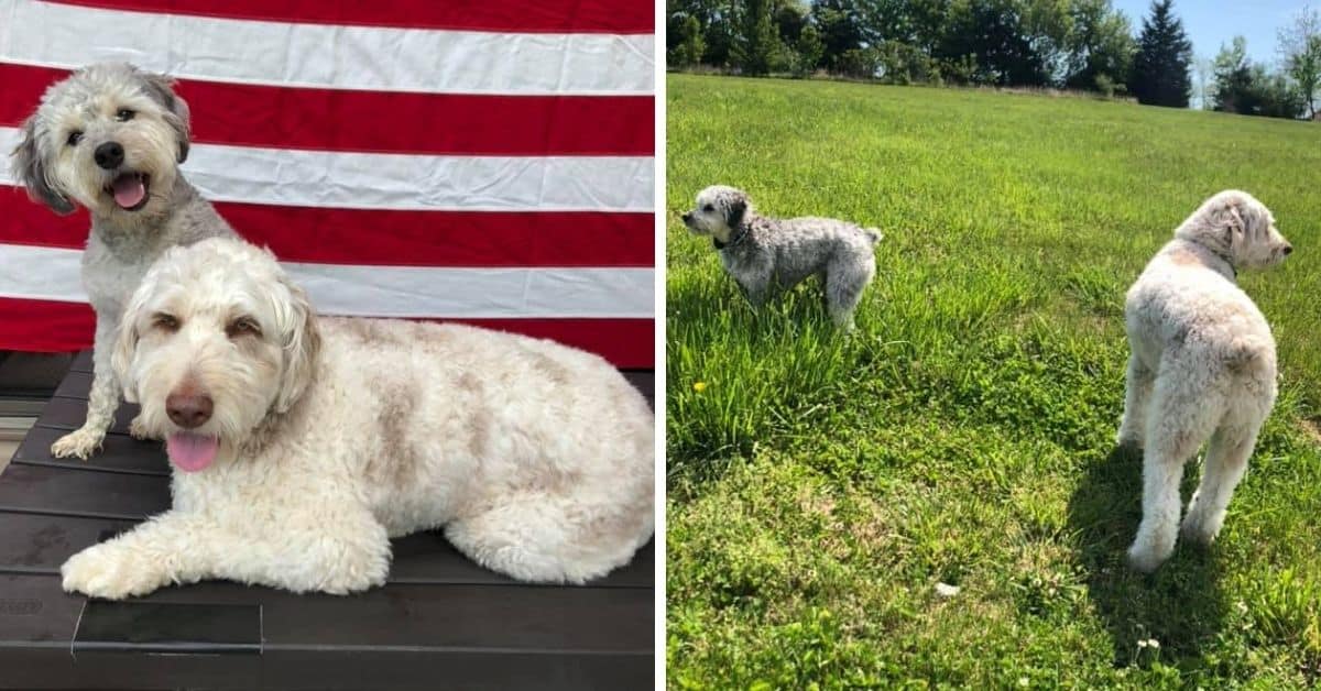 Aussiedoodle Size Full Grown How Big Do Aussiedoodles Get? (Toy, Mini