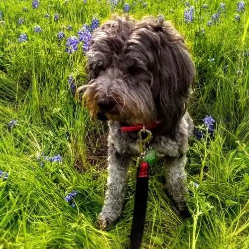 mini yorkiepoo size