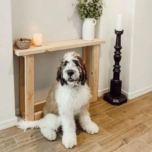 standard saint berdoodle size