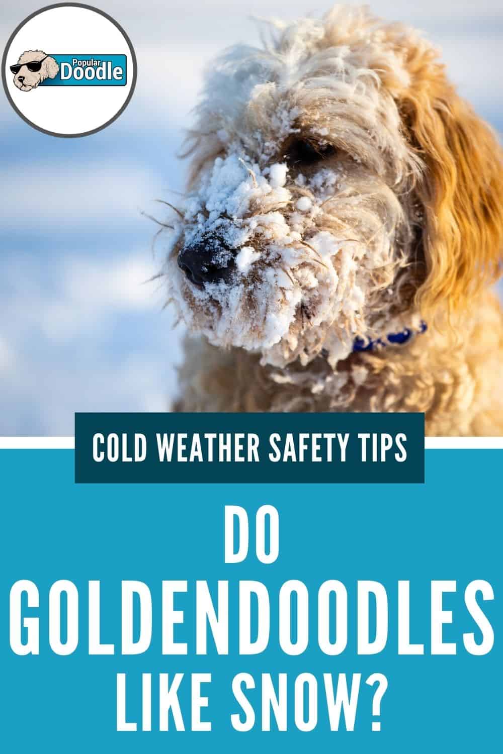 Do Goldendoodles Like Snow? (+Cold Weather Safety Tips!)