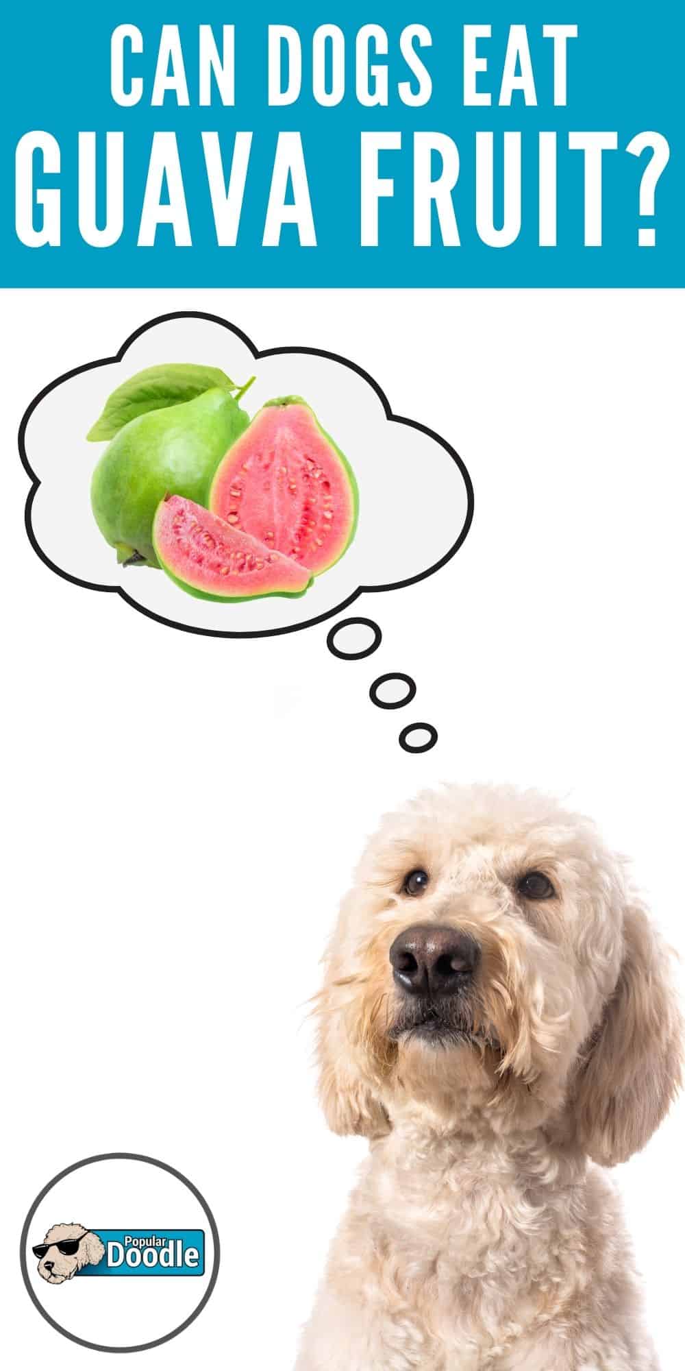 Can Dogs Eat Guava Fruit? Is Guava Good for Dogs? Can Dogs Eat Guava Fruit? Is Guava Good for Dogs?