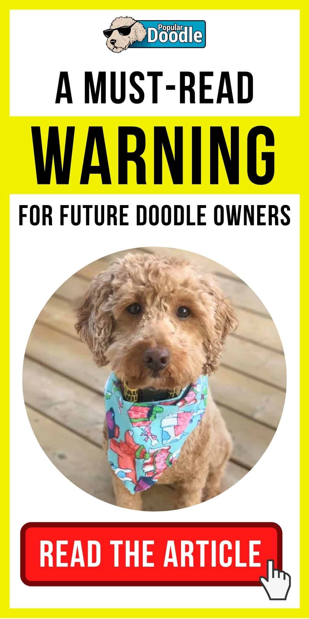 A Must-Read Warning for Future Doodle Owners
