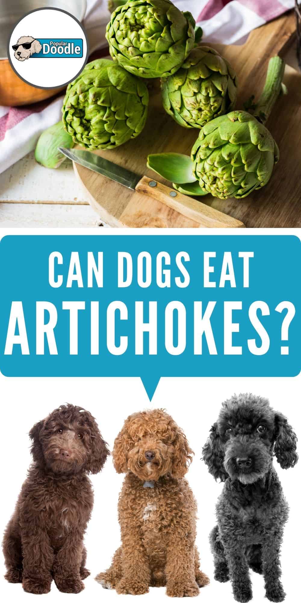 Can Dogs Eat Artichokes? Are Artichokes Bad for Dogs?