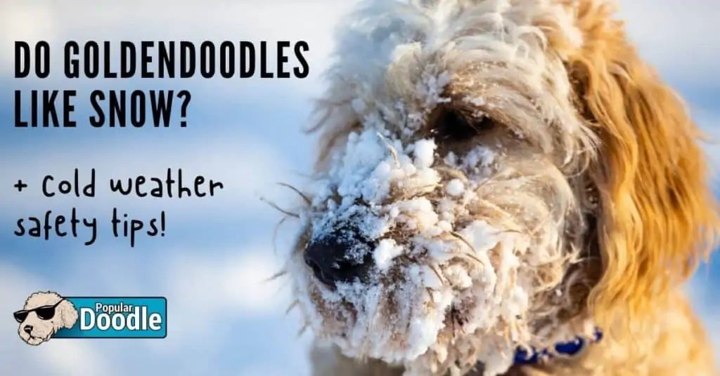 Do-Goldendoodles-Like-Snow