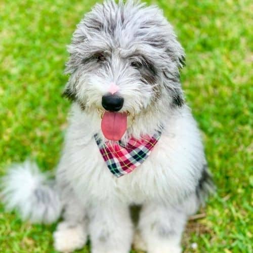 what is an f1 aussiedoodle