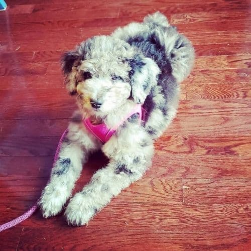 what is an f1b aussiedoodle