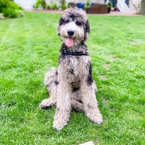 what is an f2bb aussiedoodle