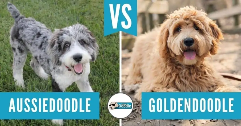 aussiedoodle-vs-goldendoodle