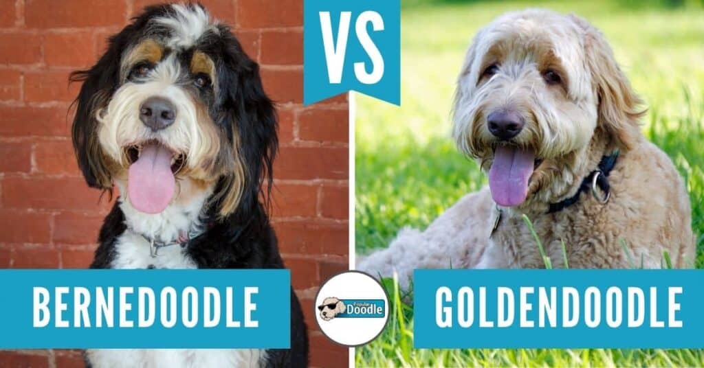 Bernedoodle vs Goldendoodle: Which is Best for You? (Comparison & Quiz)