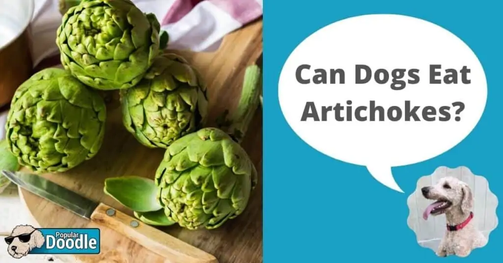 can-dogs-eat-artichokes