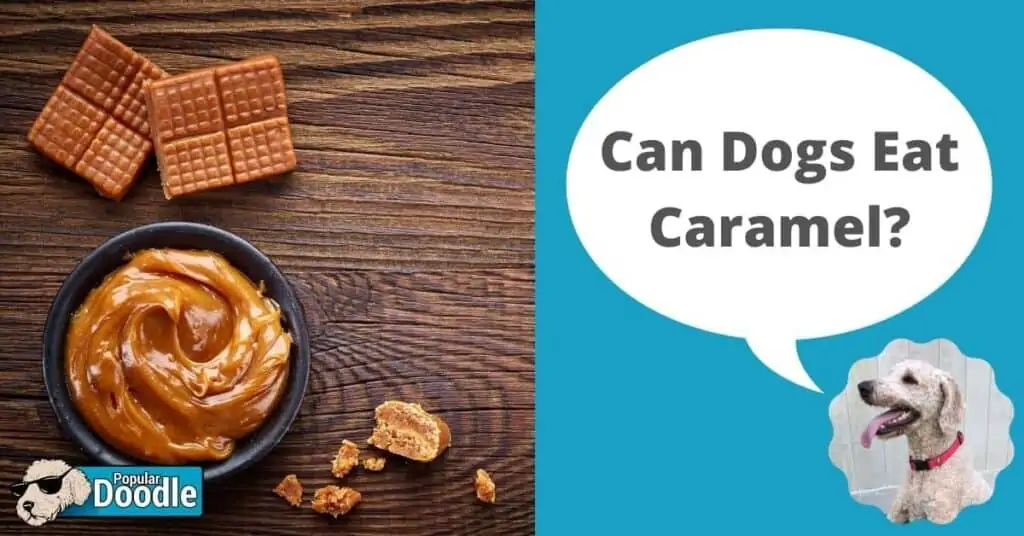 Can Dogs Eat Caramel? | Is Caramel Bad for Dogs?