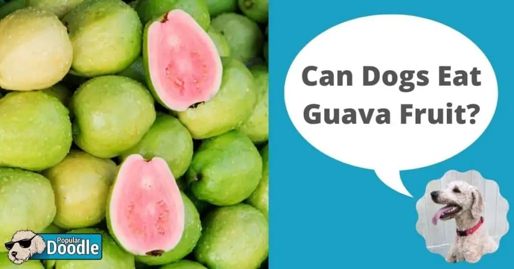 Can Dogs Eat Guava Fruit? | Is Guava Good for Dogs?