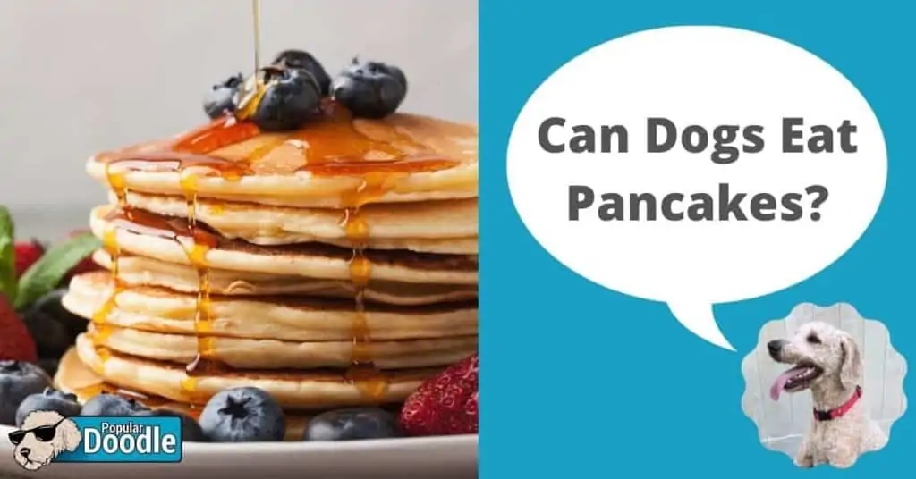 Can Dogs Eat Pancakes? | Are Pancakes Bad for Dogs?