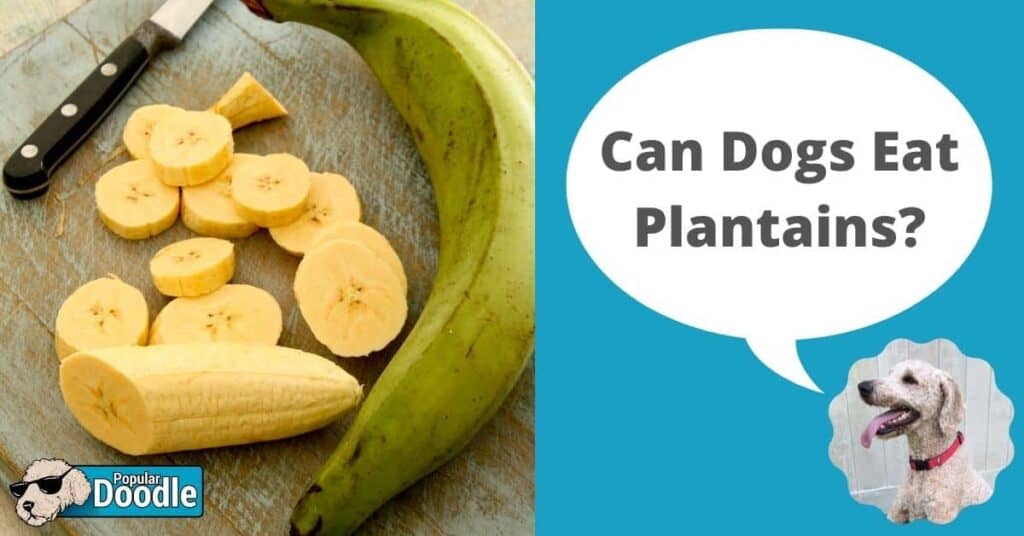 Can Dogs Eat Plantains? | Are Plantains Good for Dogs?